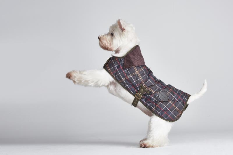 westie dog coats