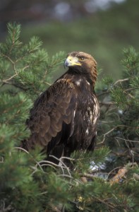 Image via wild-scotland.org.uk