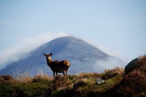 Image via isleofjura.scot